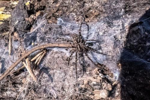Tegenaria sp.