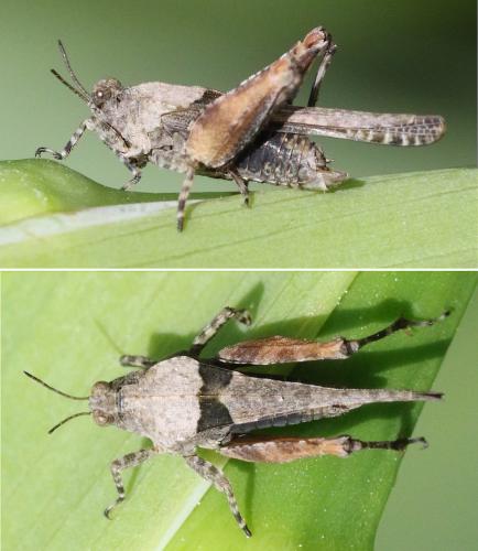 Réf. 340 593 : Paratettix meridionalis