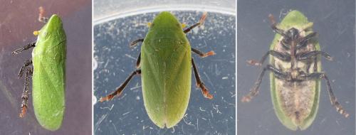 Tettigometra sp.