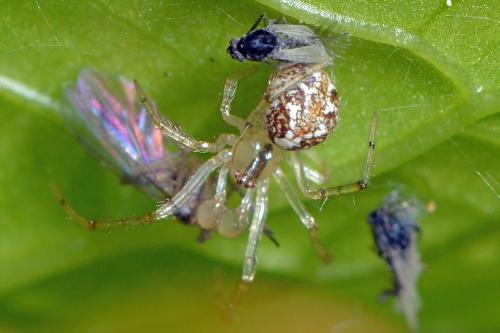 Réf. 340 506 : Theridion sp.