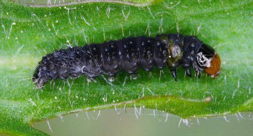 Réf. 340 316 : Cnephasia sp.