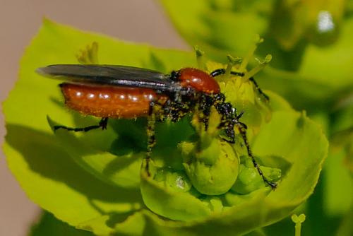 Réf. 340 064 : Bibio hortulanus