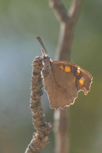 Réf. 340 145 : Libythea celtis