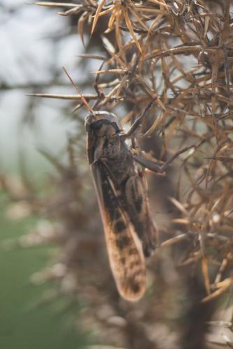 Réf. 340 147 : Locusta migratoria