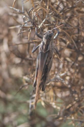 Réf. 340 148 : Locusta migratoria