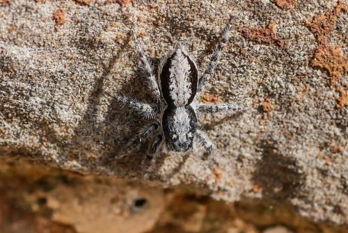 Menemerus taeniatus