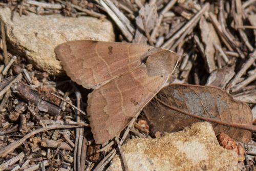 Minucia lunaris