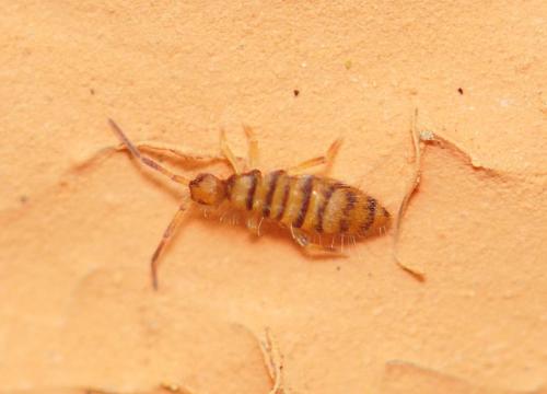 Entomobrya nigrocincta