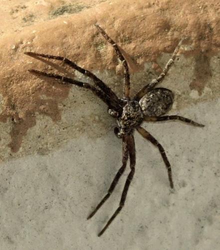 Réf. 340 519 : Philodromus sp.