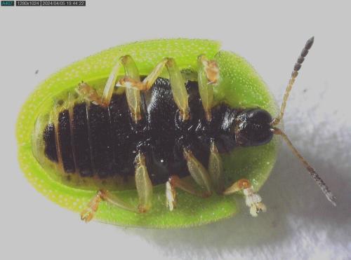 Réf. 340 132 : Cassida viridis
