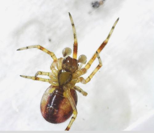 Réf. 340 241 : Anelosimus vittatus