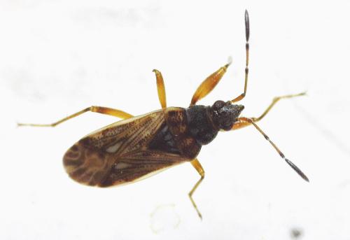 Réf. 340 134 : Pachybrachius fracticollis