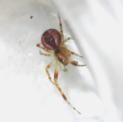 Réf. 340 240 : Anelosimus vittatus