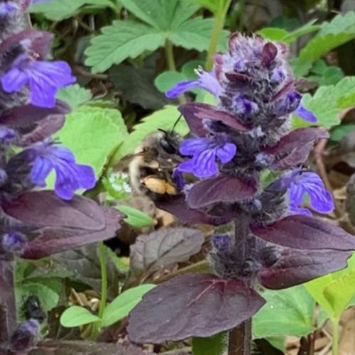Anthophora sp.
