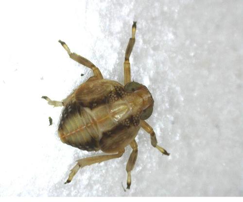 Issus coleoptratus