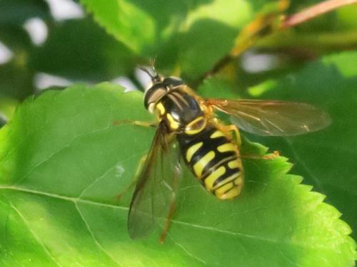 Chrysotoxum cautum