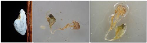 Cilix hispanica