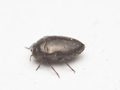 Trachys sp.