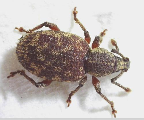 Réf. 340 555 : Otiorhynchus singularis