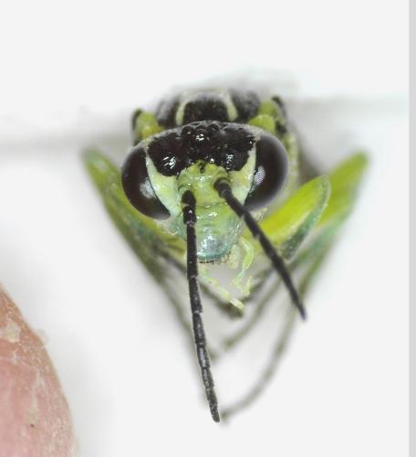 Cytisogaster genistae