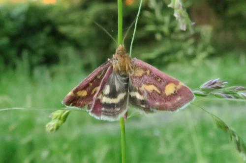 Réf. 340 422 : Pyrausta purpuralis