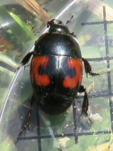 Hister quadrimaculatus
