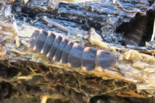 Lampyris sp.