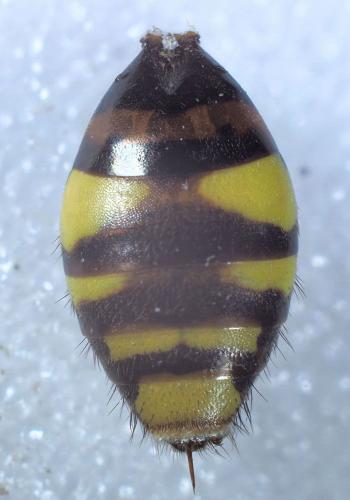 Nomada leucophthalma