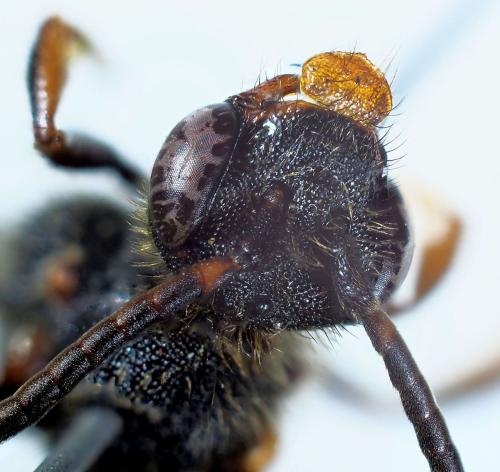 Réf. 340 632 : Nomada leucophthalma