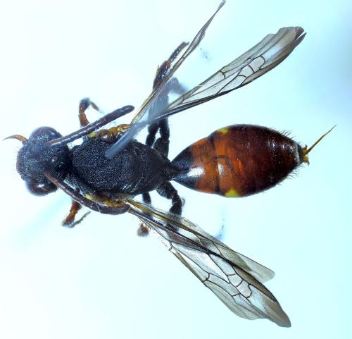 Nomada ferruginata