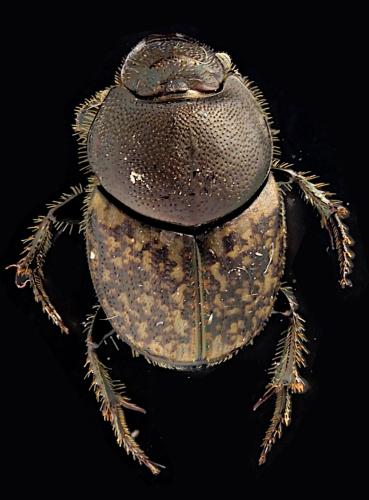 Réf. 340 251 : Onthophagus similis