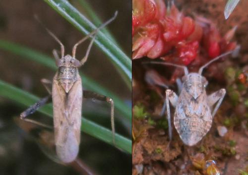 Réf. 340 053 : Dimorphocoris debilis