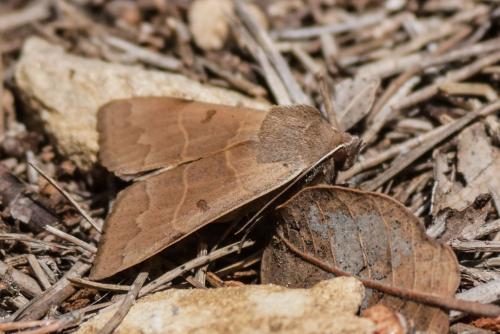 Minucia lunaris