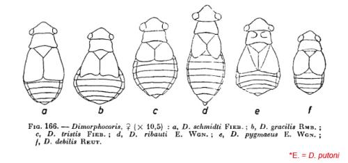 Dimorphocoris divers