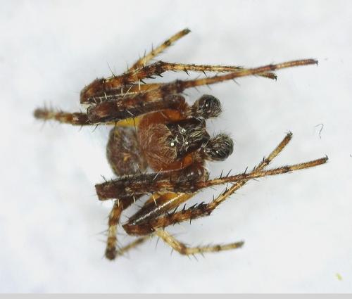 Réf. 340 432 : Larinioides sp.