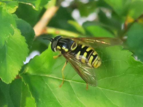 Réf. 340 459 : Chrysotoxum cautum
