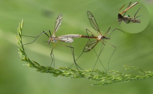 Tipula vernalis