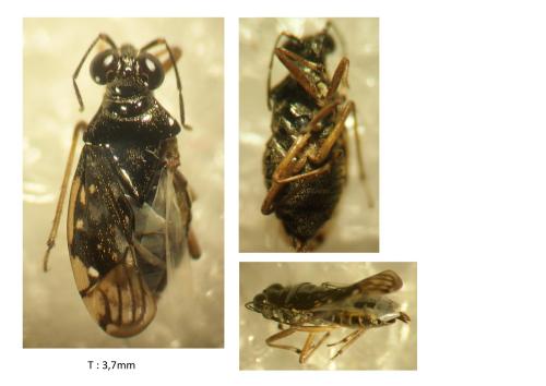 Chartoscirta cincta