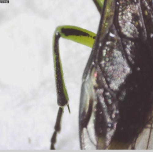 Réf. 340 027 : Cytisogaster genistae
