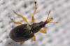 340428 – Photo : Christian Berquer – France (50)