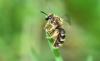 340214 – Photo : Numayta – France (68)