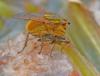 340228 – Photo : Oryctes – France (59)