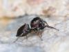 340168 – Photo : Thomas PICQ – France (53)