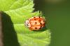 340456 – Photo : Philippe Fourtier – France (06)