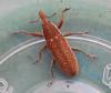 Lixus sp.