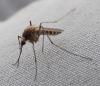 Culex pipiens