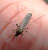 Culex pipiens