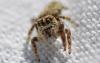340243 – Photo : Christian Berquer – France (50)