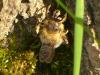340574 – Photo : Sandor31 – France (09)