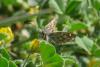 340065 – Photo : BourrinOman – France (83)